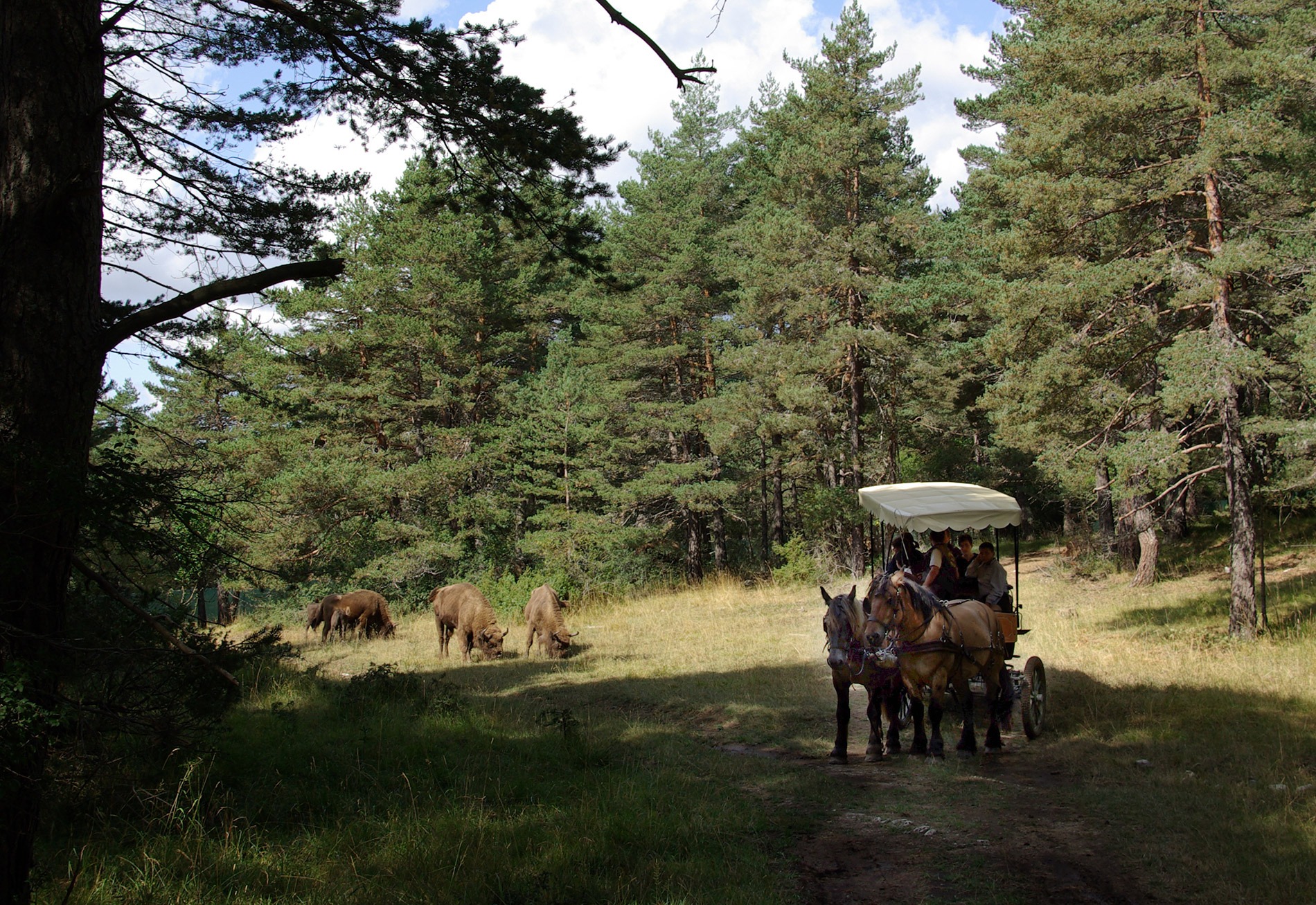 visite des bisons en calèches